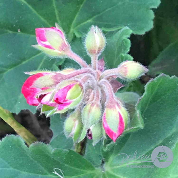 Plant image Pelargonium 'Savannah Hot Pink Sizzle' (Savannah Series)