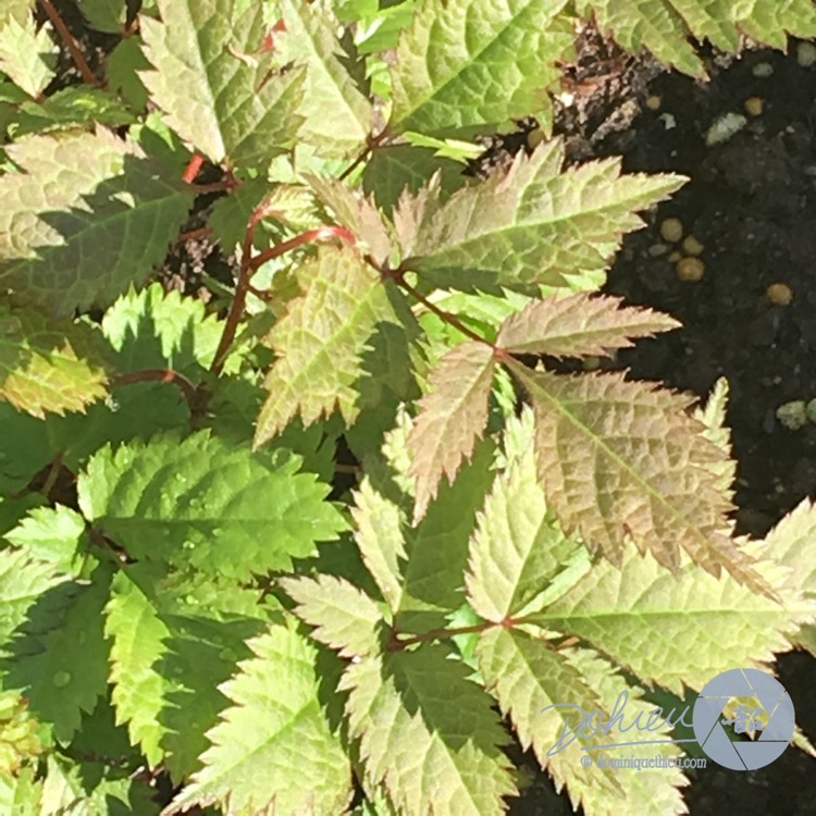 Plant image Astilbe x arendsii 'Erika'