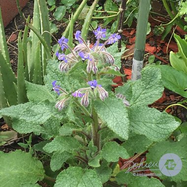 Borago officinalis