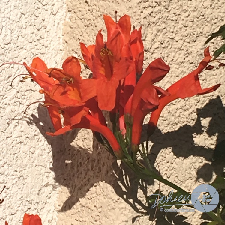 Plant image Tecoma Capensis