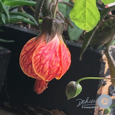 Abutilon pictum