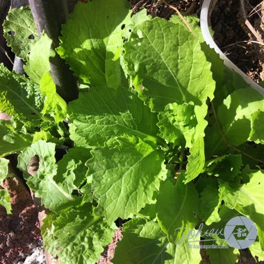 Brassica juncea 'Florida Broadleaf'