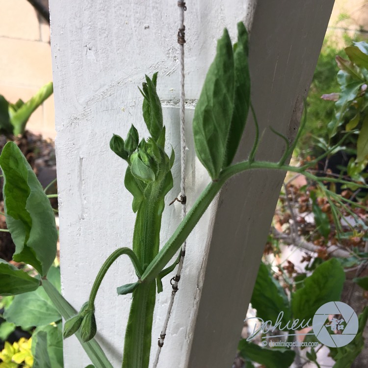 Plant image Lathyrus odoratus 'Blue Celeste'