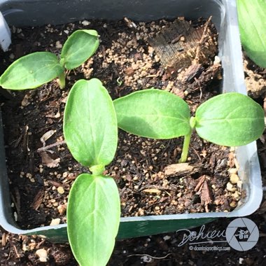 Cucumis sativus 'Tasty Green'