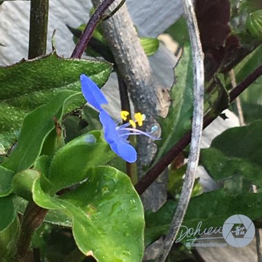 Commelina Communis