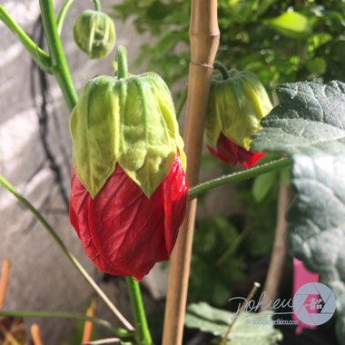 Abutilon 'Green-Eyed Lady'