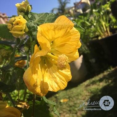 Abutilon 'Golden Ballerina'