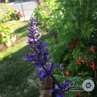 Salvia farinacea 'Strata'