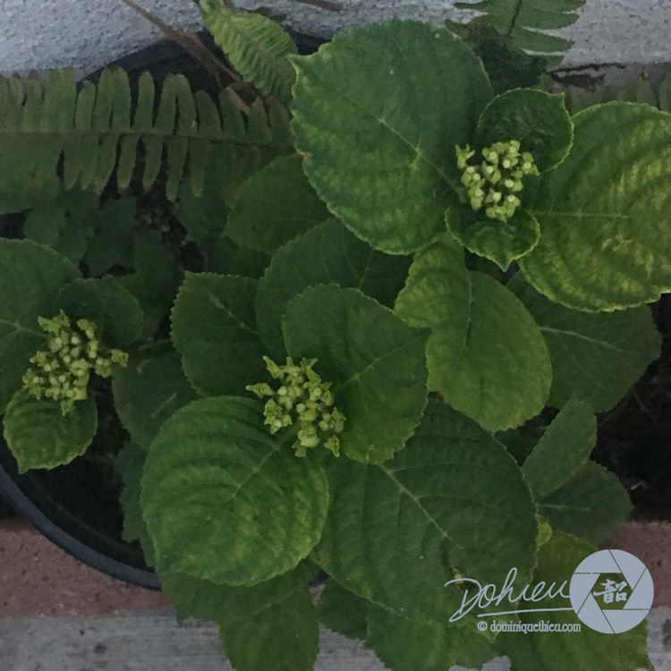 Plant image Hydrangea macrophylla 'Blue Danube'