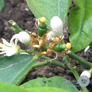 Citrus x latifolia