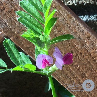 Vicia sativa syn. Vicia bacla ; Vicia communis ; Vicia glabra ; Vicia nemoralis