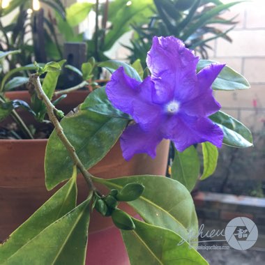 Brunfelsia pauciflora syn. Brunfelsia calycina