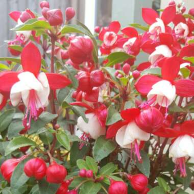 Fuchsia (Half-Hardy)