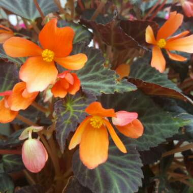 Tuberous Begonia