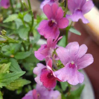 Nemesia 'Framboise'