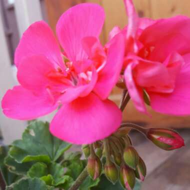 Pelargonium (Geranium)