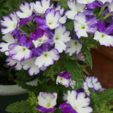 Verbena 'Empress Purple'