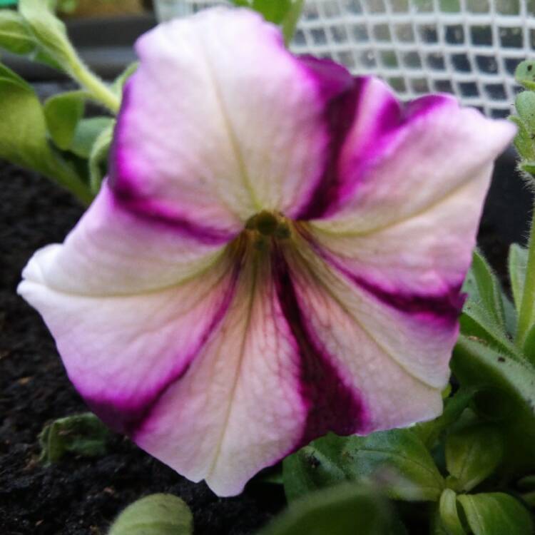 Plant image Petunia 'Star Mix' (Mix)