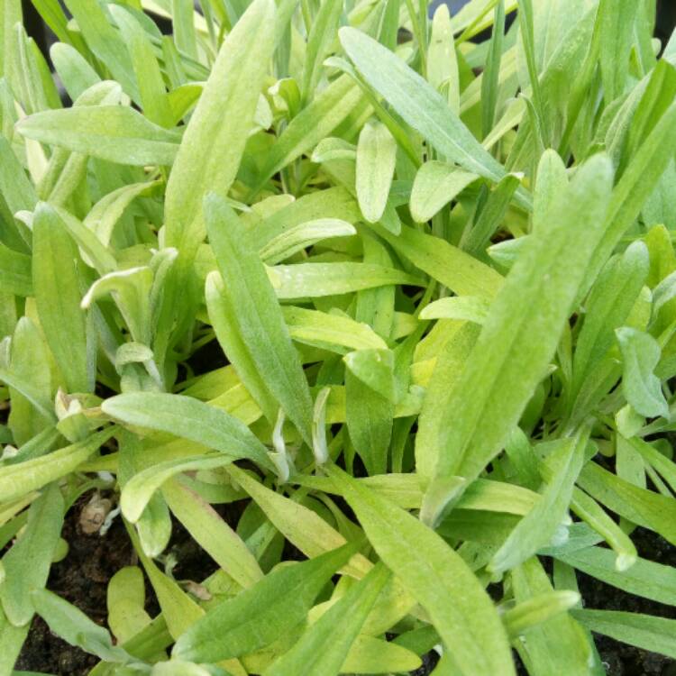 Plant image Centaurea cyanus 'Jubilee Gem'