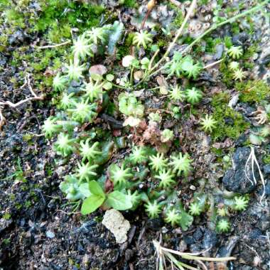 Marchantia polymorpha