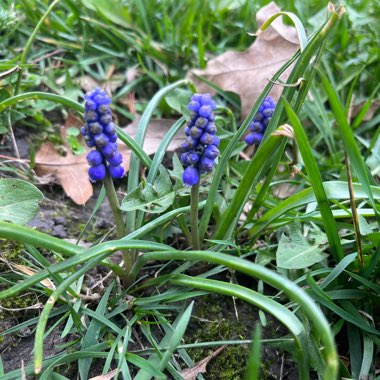 Muscari