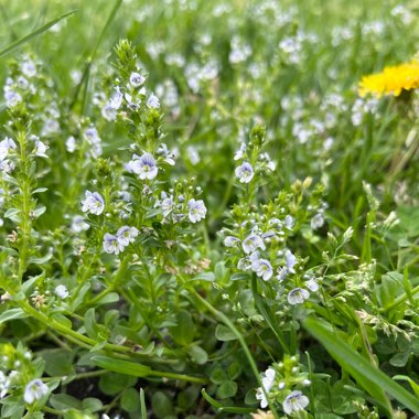 Veronica serpyllifolia