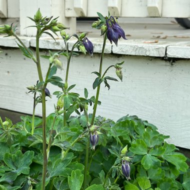 Aquilegia