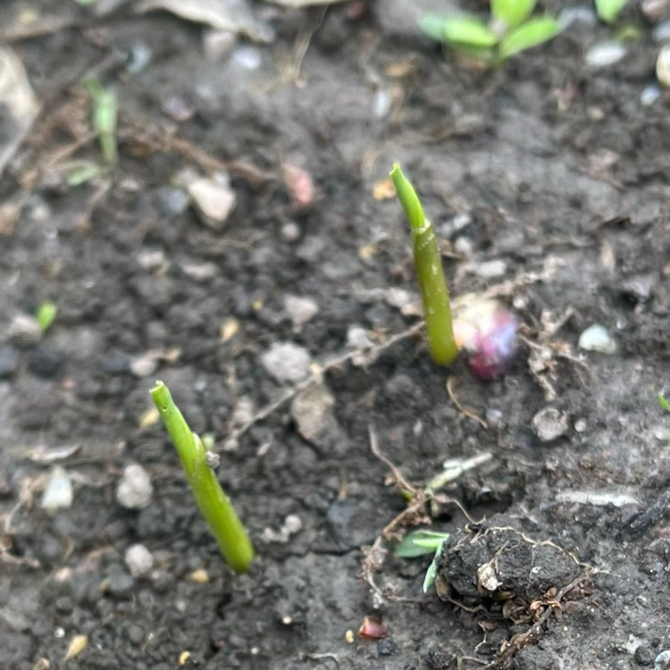 Plant image Zea mays 'Glass Gem'