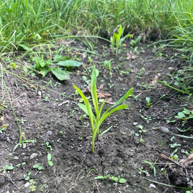 Zea mays 'Glass Gem'