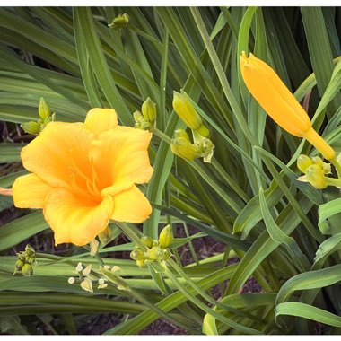 Hemerocallis lilioasphodelus