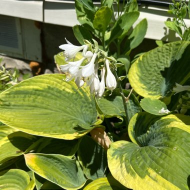 Hosta