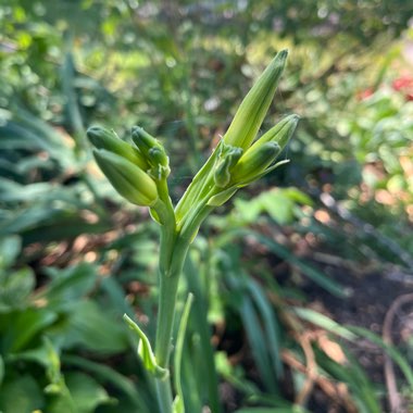 Hemerocallis fulva