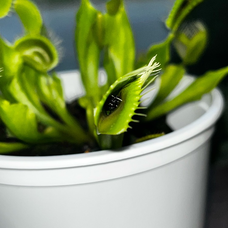 Plant image Dionaea muscipula 'Dente Flytrap'