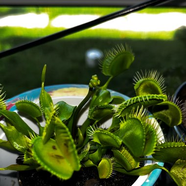 Dionaea muscipula 'Dente Flytrap'