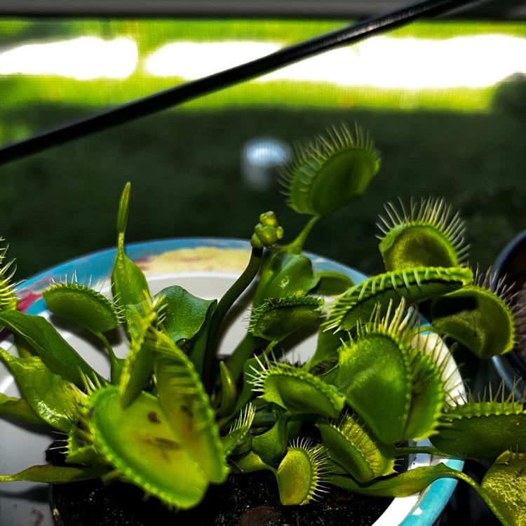 Plant image Dionaea muscipula 'Dente Flytrap'