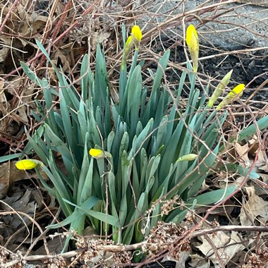 Narcissus 'Tête-à-Tête'