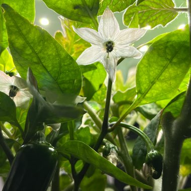 Capsicum Annuum 'Jalapeno'