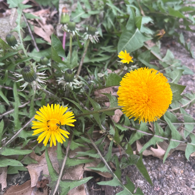 Plant image Taraxacum officinale