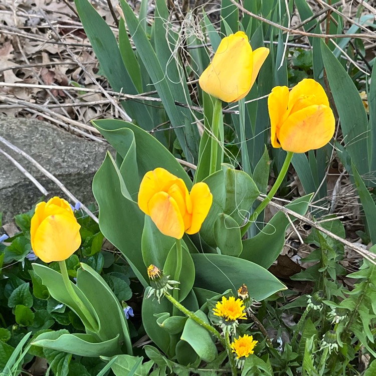 Plant image Tulipa gesneriana 'Lutea'