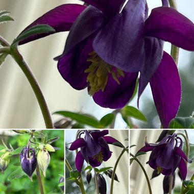 Aquilegia