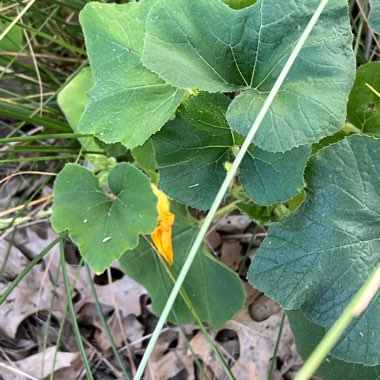 Cucurbita Maxima 'Atlantic Giant'