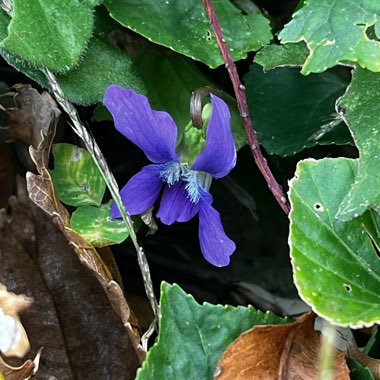 Viola sororia