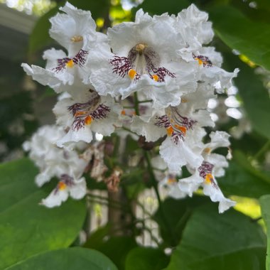 Catalpa speciosa  syn. Catalpa cordifolia