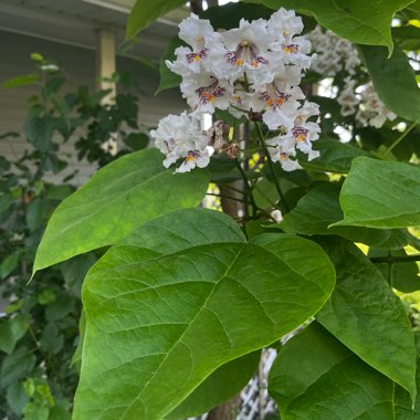 Catalpa speciosa  syn. Catalpa cordifolia