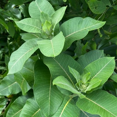 Asclepias syriaca