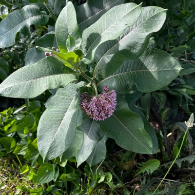 Asclepias syriaca