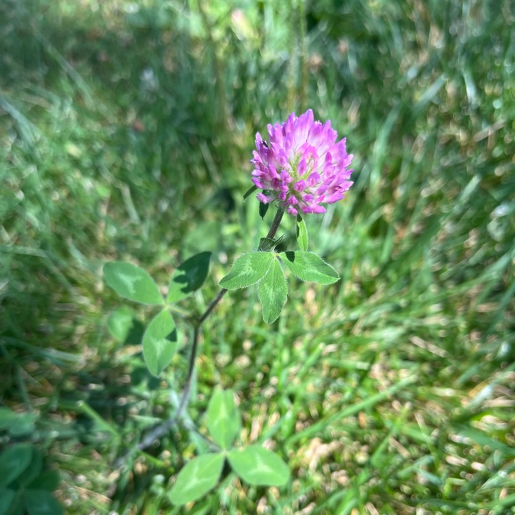 Plant image Trifolium pratense