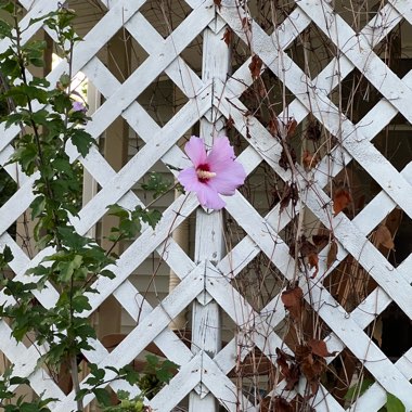 Rose Of Sharon