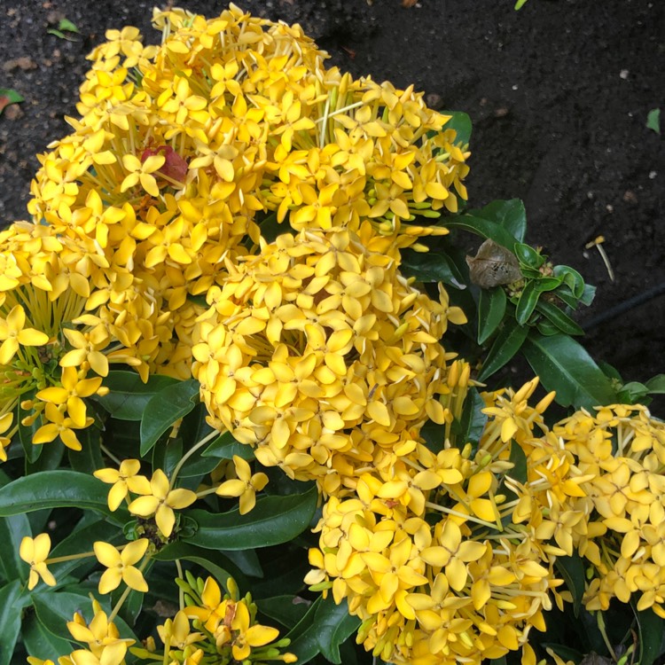 Plant image Ixora 'Pirate's Gold'