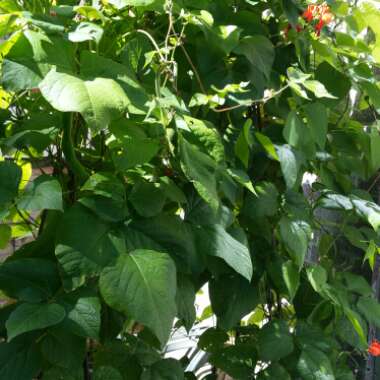 Runner Bean 'Enorma'